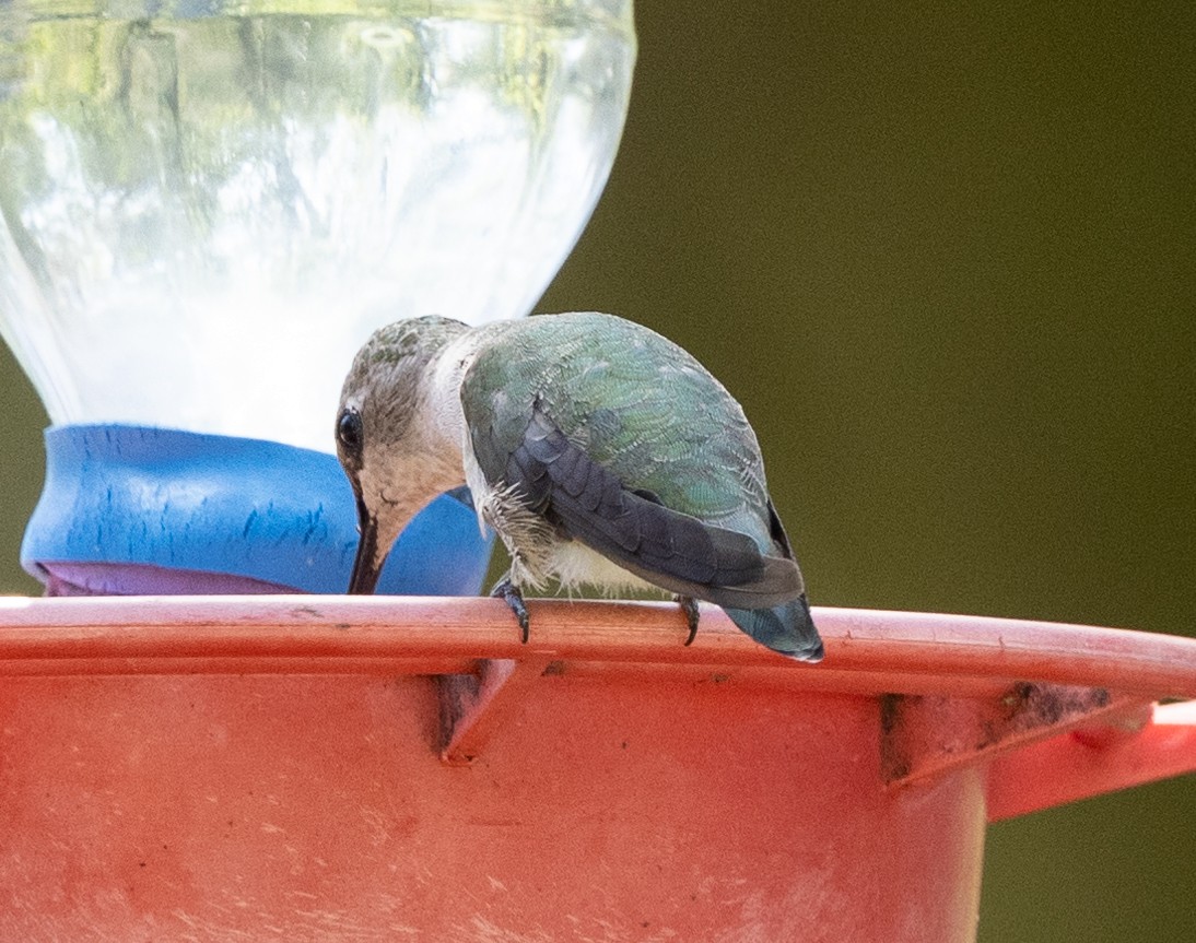 Ruby-throated Hummingbird - ML615797048