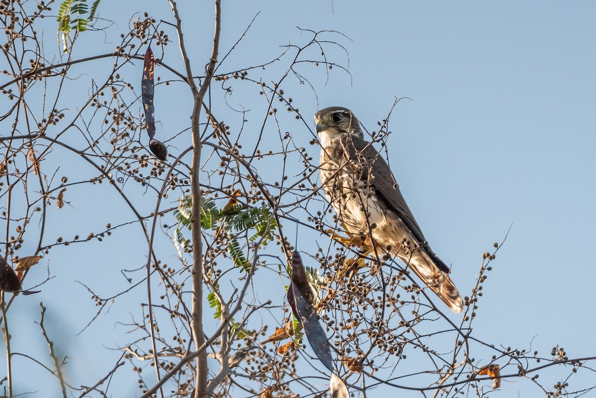 Merlin - ML615797056