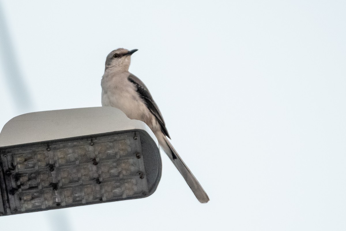 Tropical Mockingbird - ML615797074