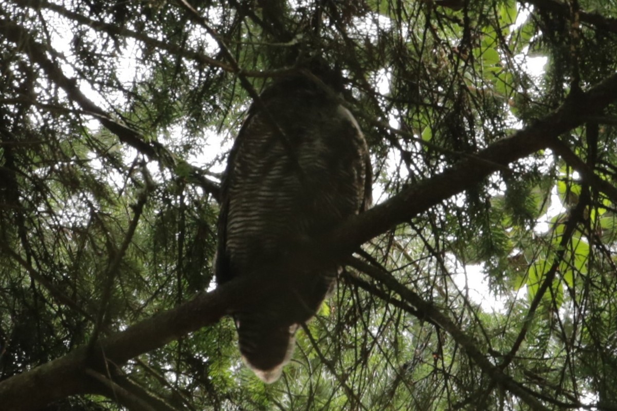 Great Horned Owl - ML615797076