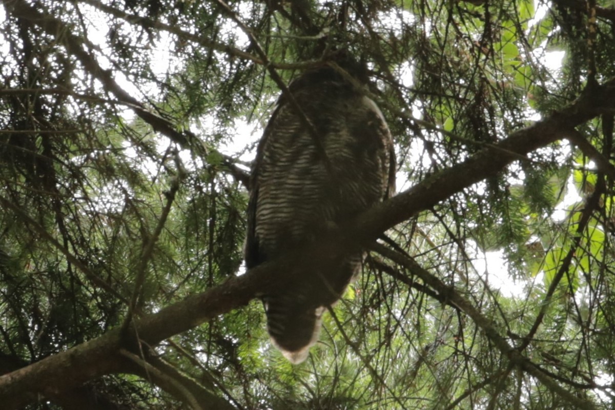 Great Horned Owl - ML615797078