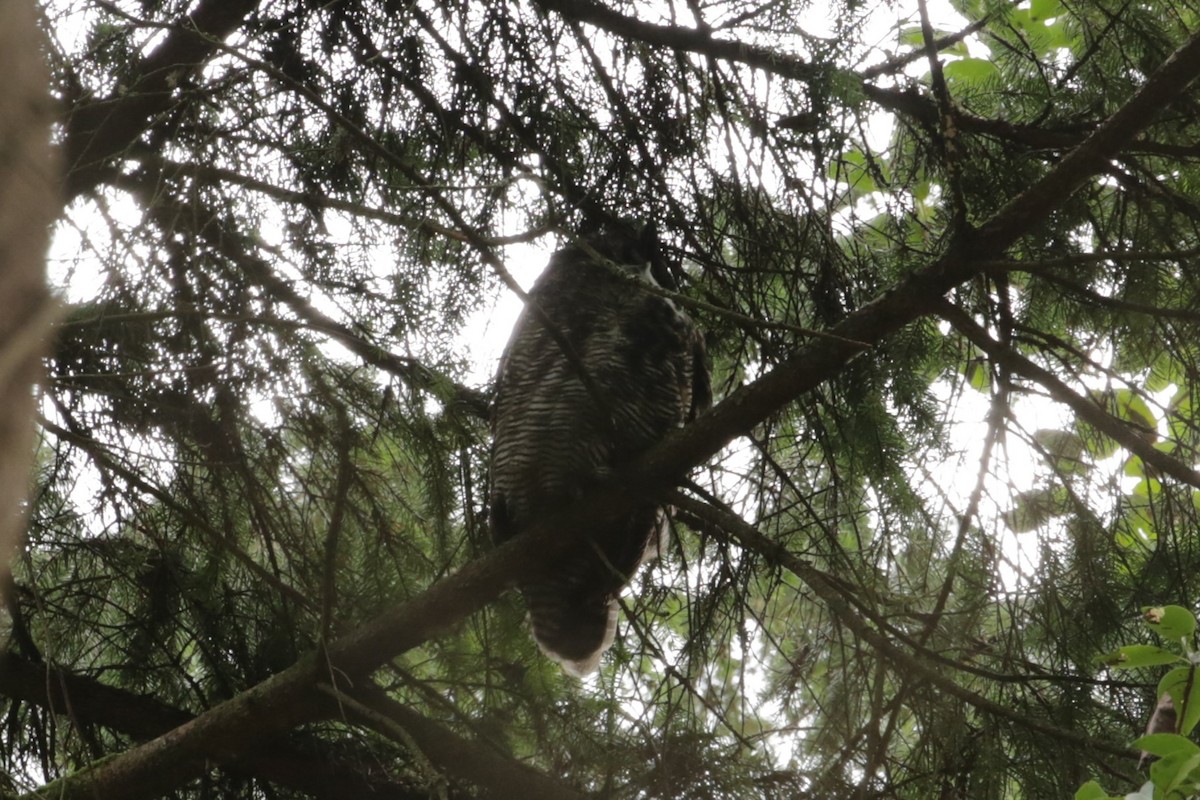 Great Horned Owl - ML615797081