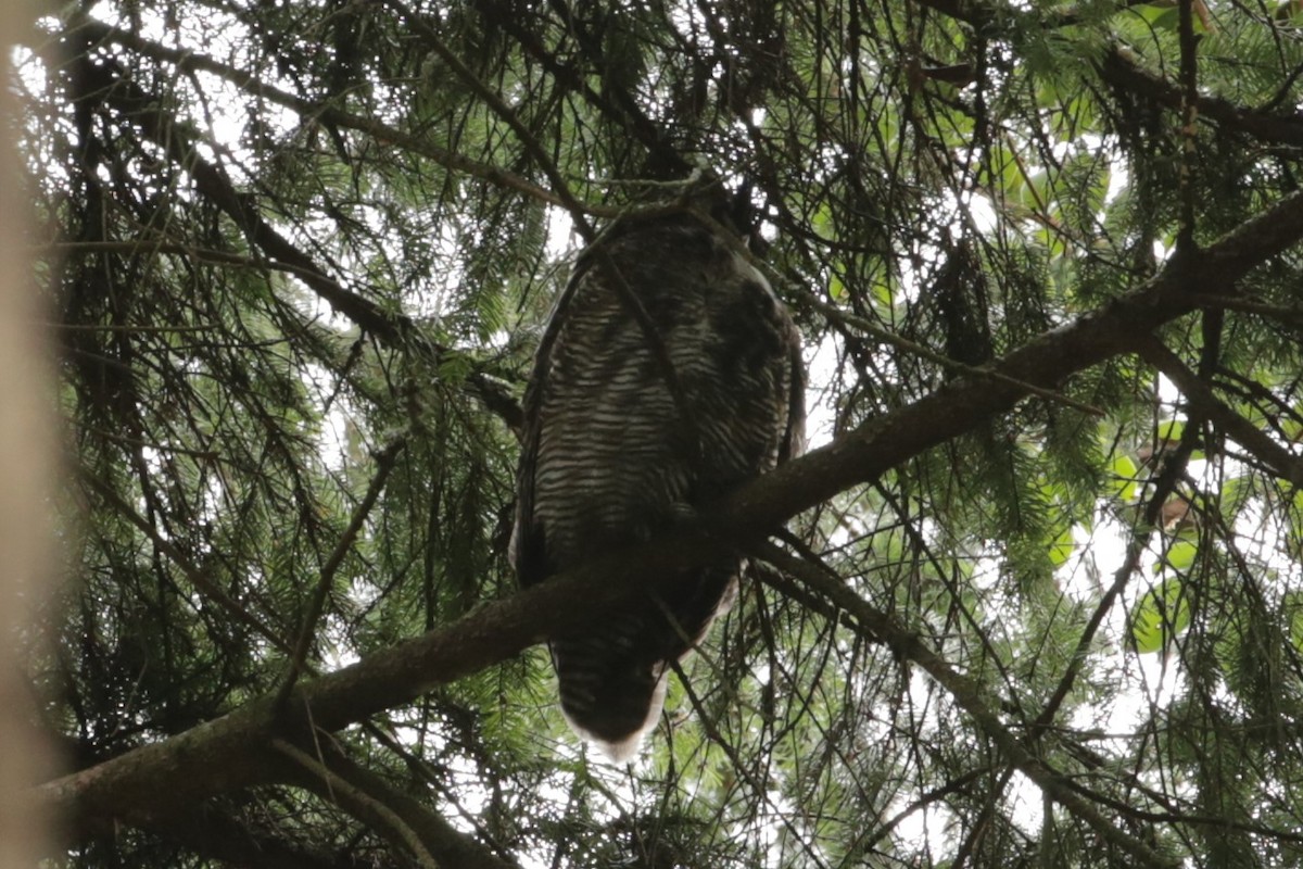 Great Horned Owl - ML615797082
