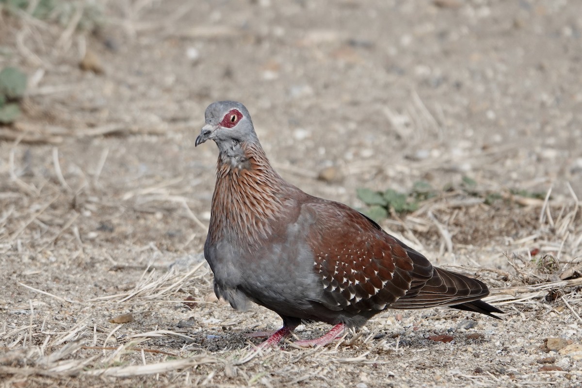 Speckled Pigeon - ML615797129