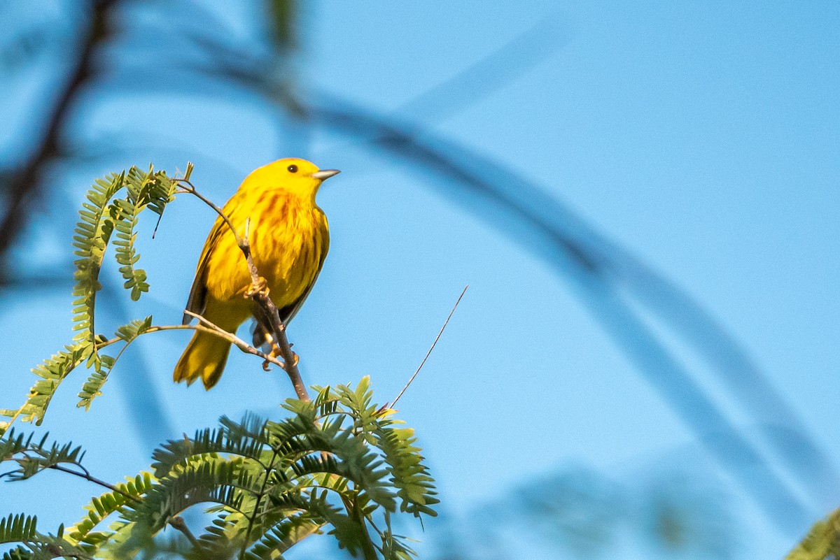 Mangrove Yellow Warbler (Cozumel) - ML615797163