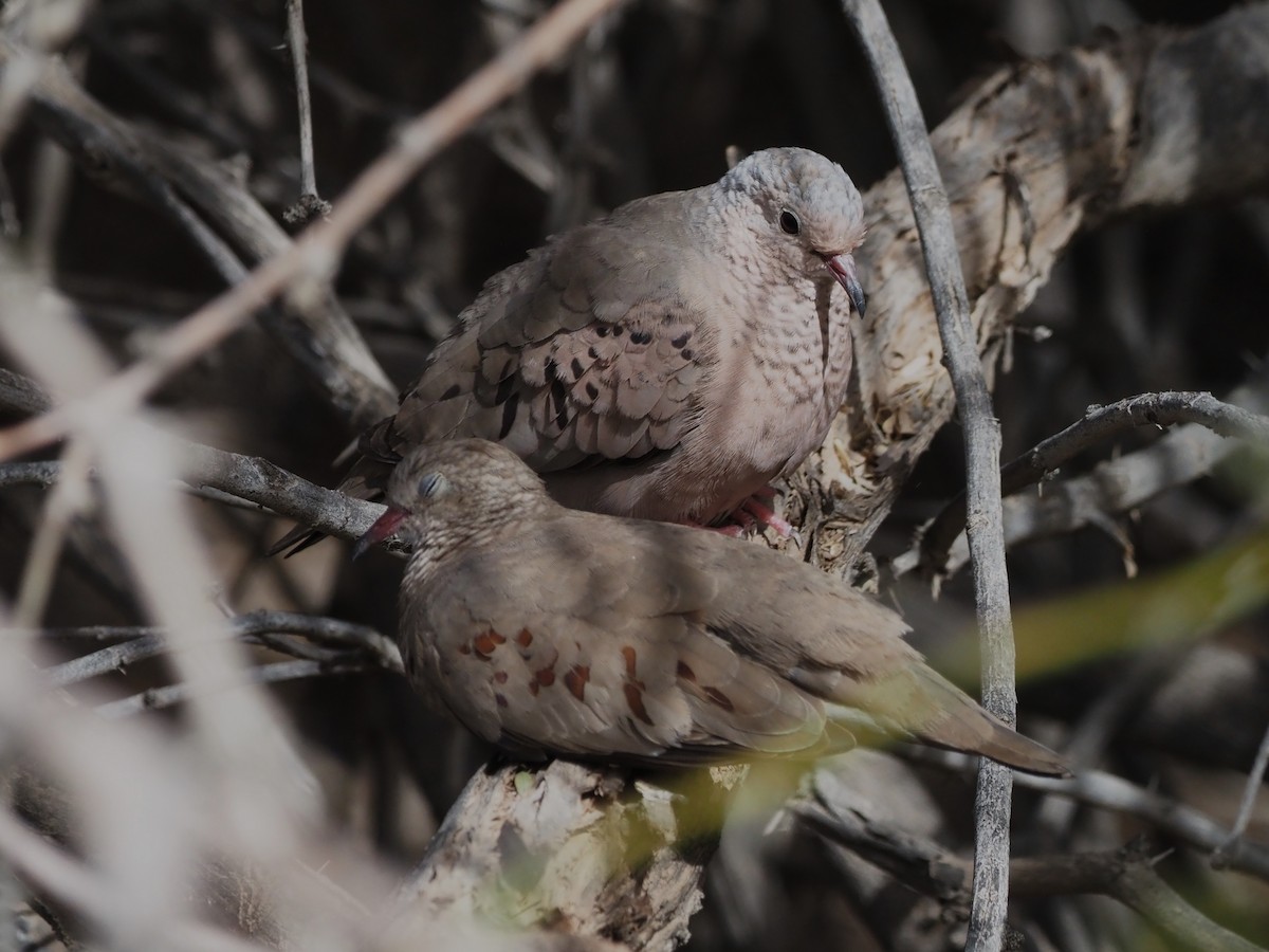 Common Ground Dove - Kirk LaGory