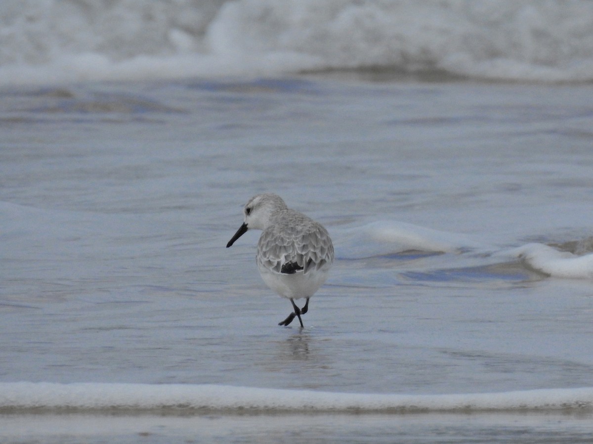 Bécasseau sanderling - ML615797182