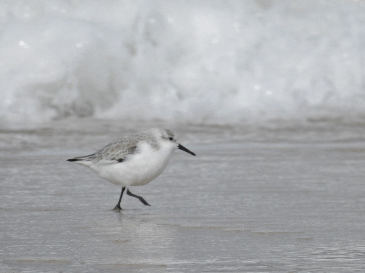 Bécasseau sanderling - ML615797183