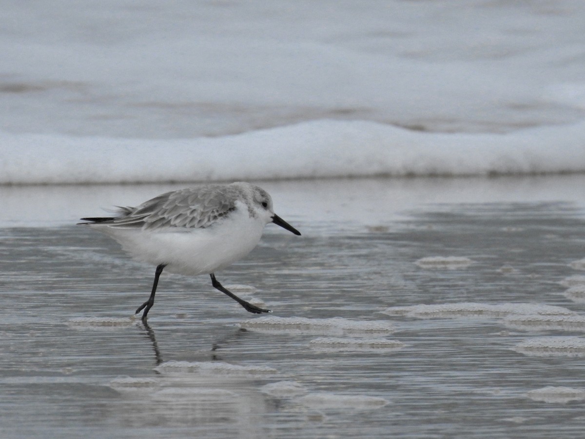 Bécasseau sanderling - ML615797184