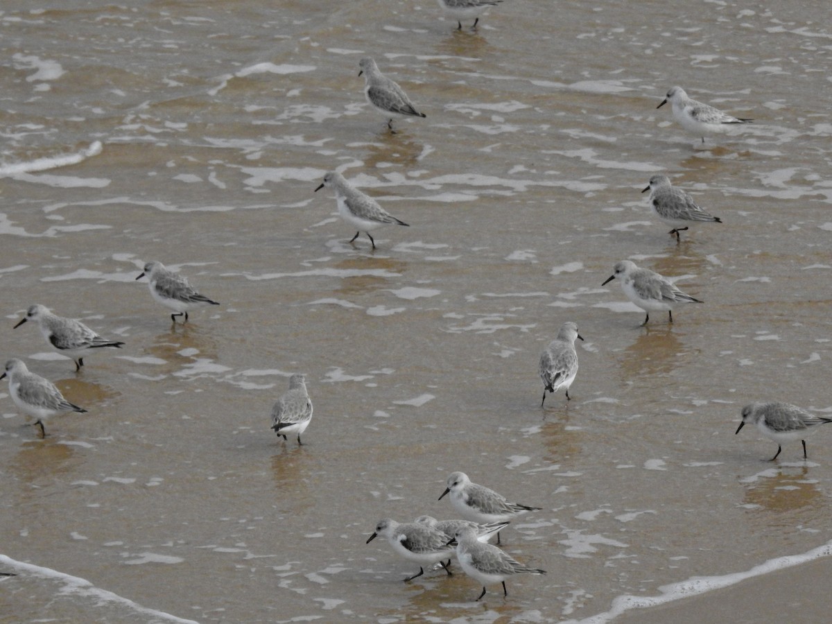 Bécasseau sanderling - ML615797185