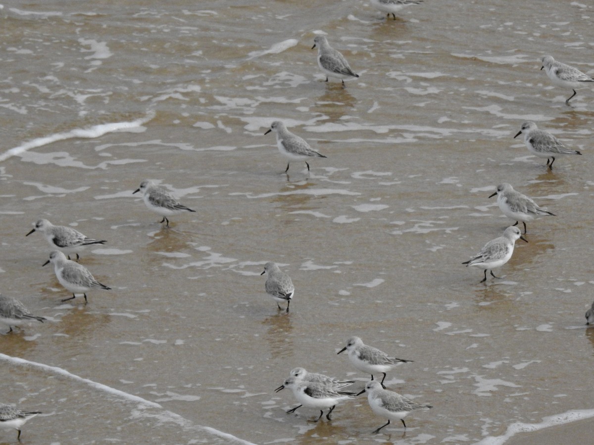 Bécasseau sanderling - ML615797186