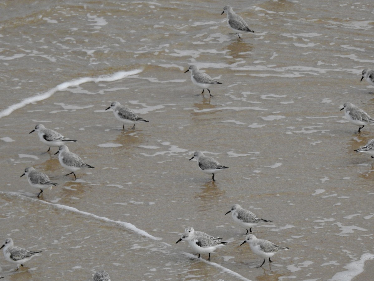 Bécasseau sanderling - ML615797187