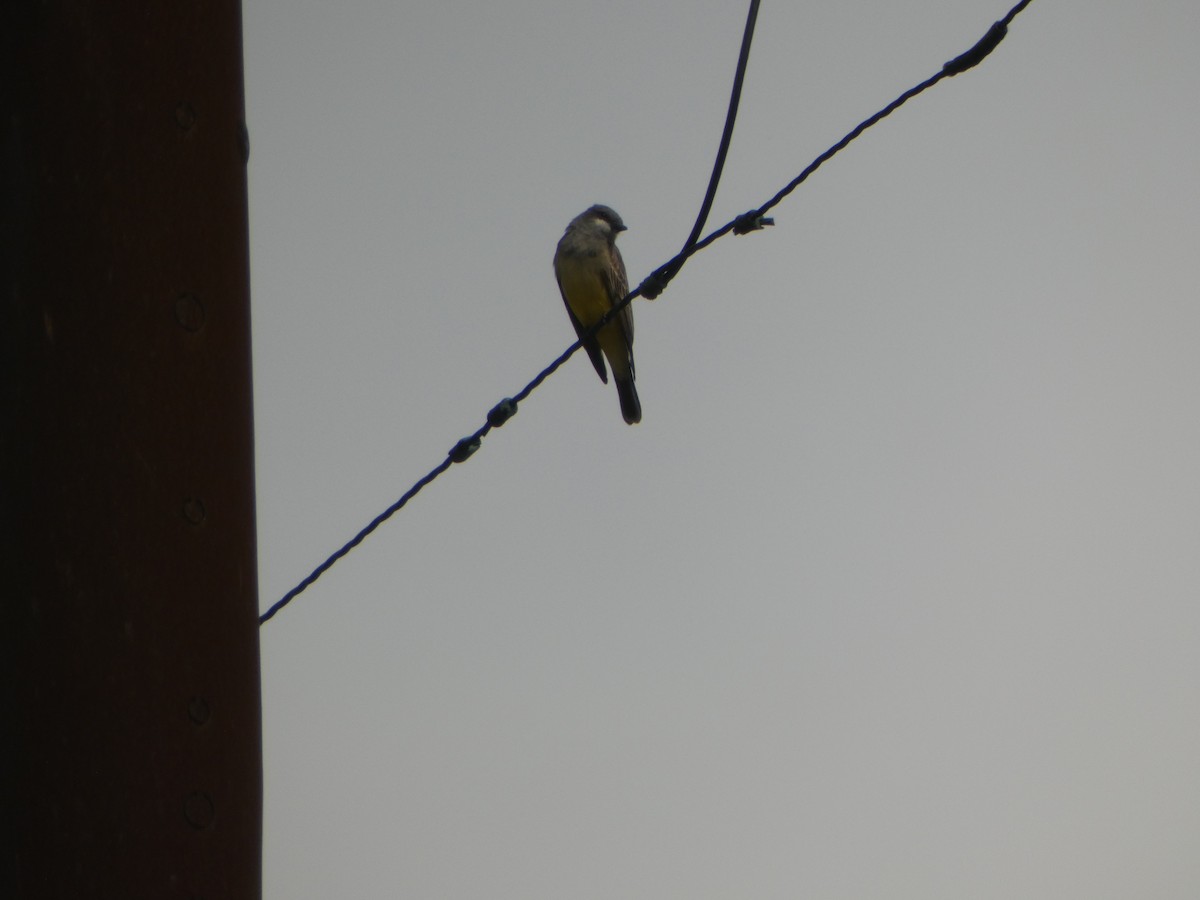 Cassin's Kingbird - ML615797282