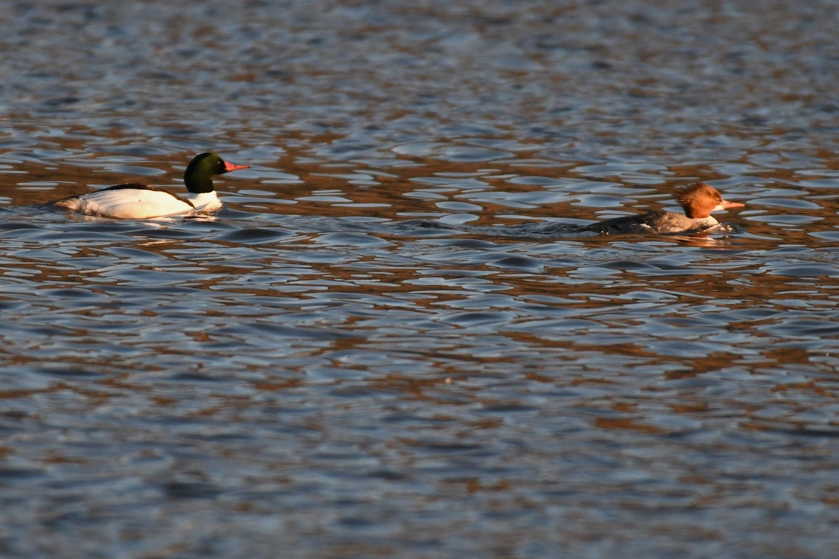 Common Merganser (North American) - ML615797328