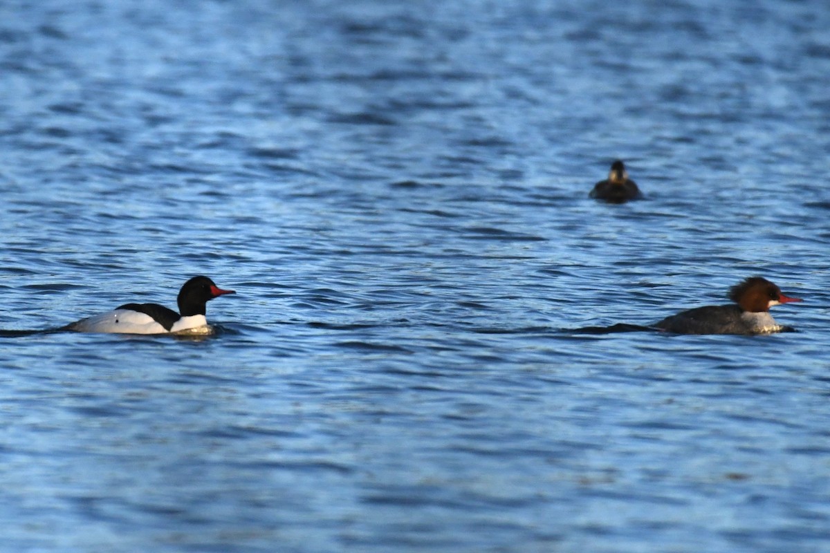 Common Merganser (North American) - ML615797329