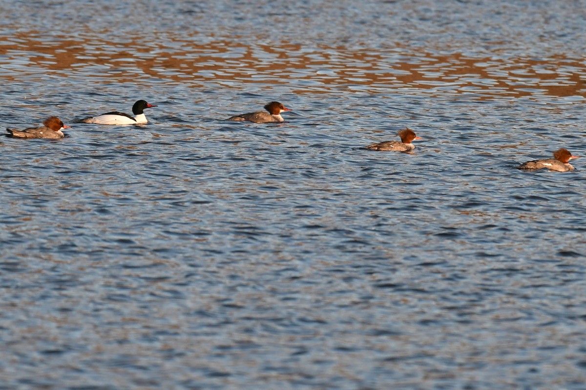 Common Merganser (North American) - ML615797330