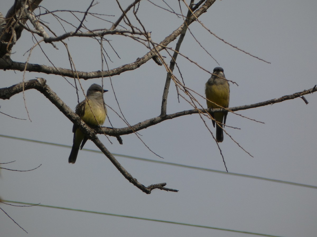 Cassin's Kingbird - ML615797344