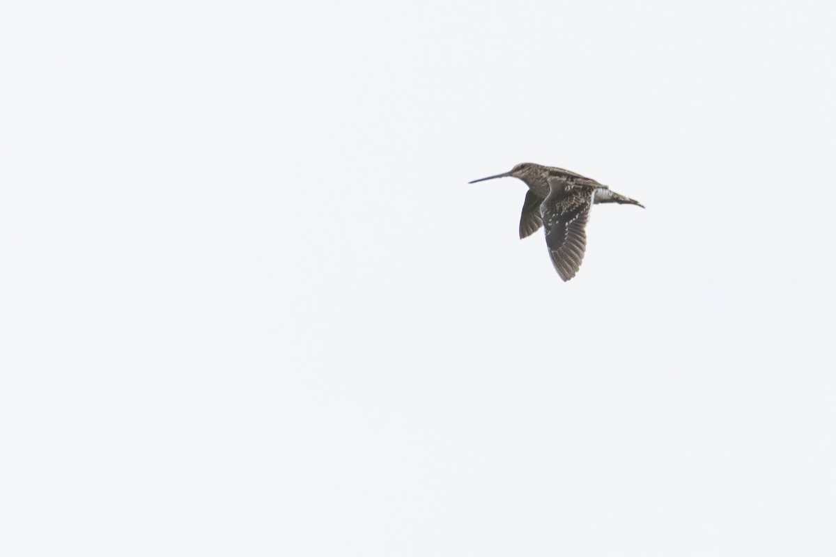 Common Snipe - ML615797352