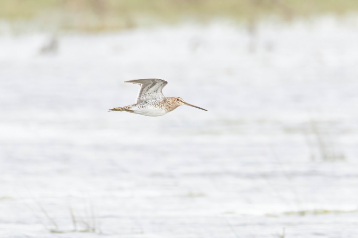 Common Snipe - ML615797356