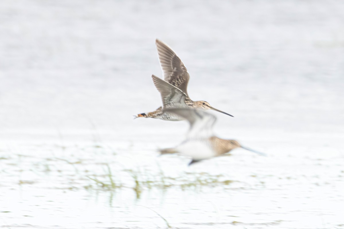 Common Snipe - ML615797357