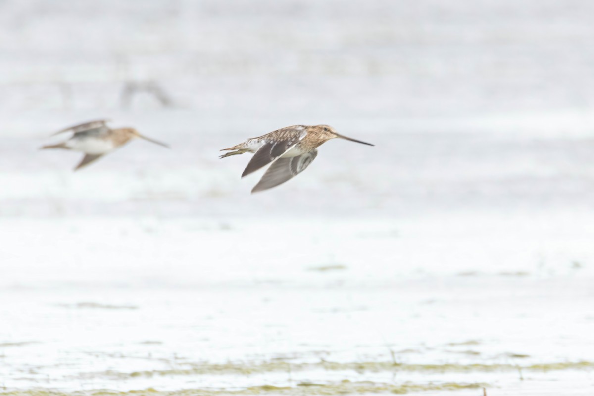 Common Snipe - ML615797359