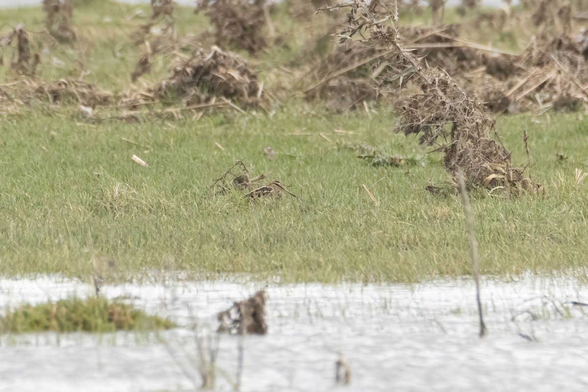 Common Snipe - ML615797360