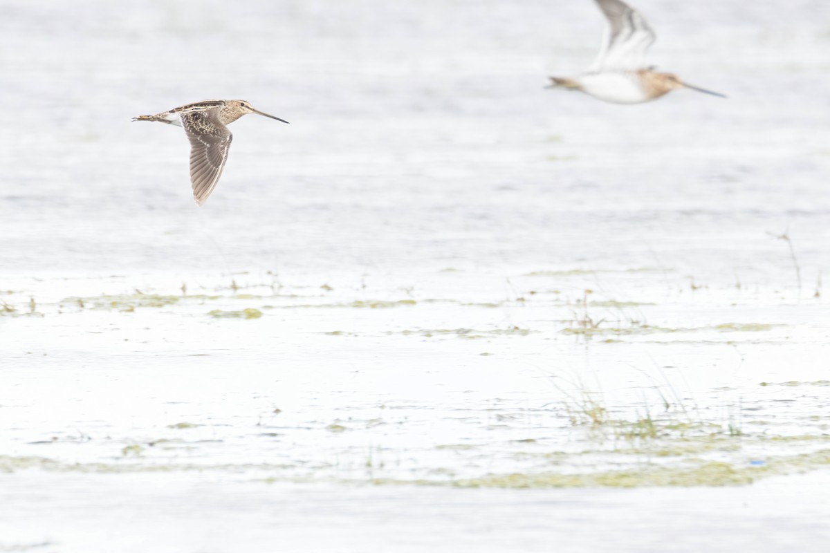 Common Snipe - ML615797361