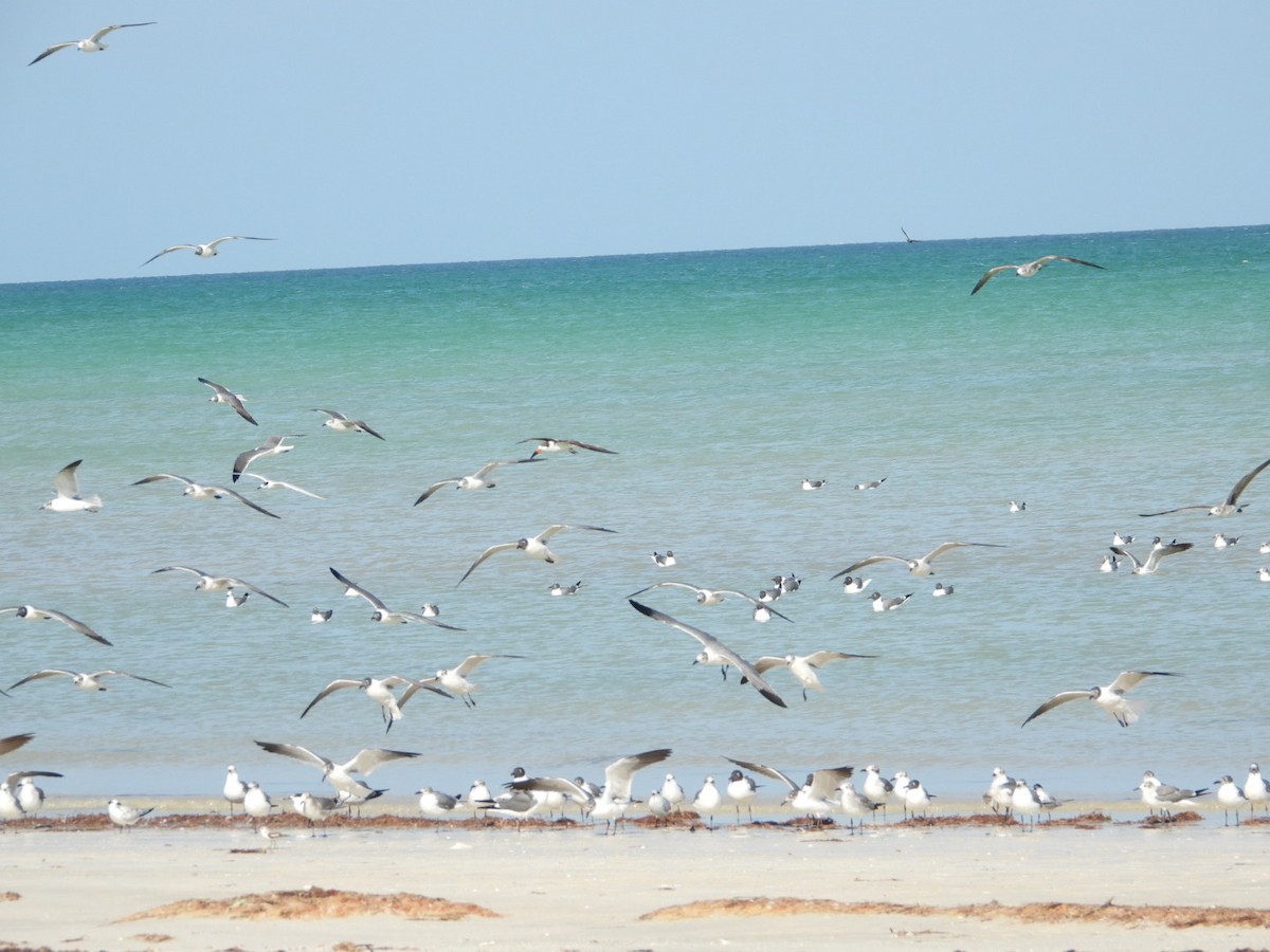 Laughing Gull - ML615797394