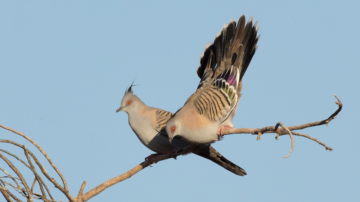 Crested Pigeon - ML615797434