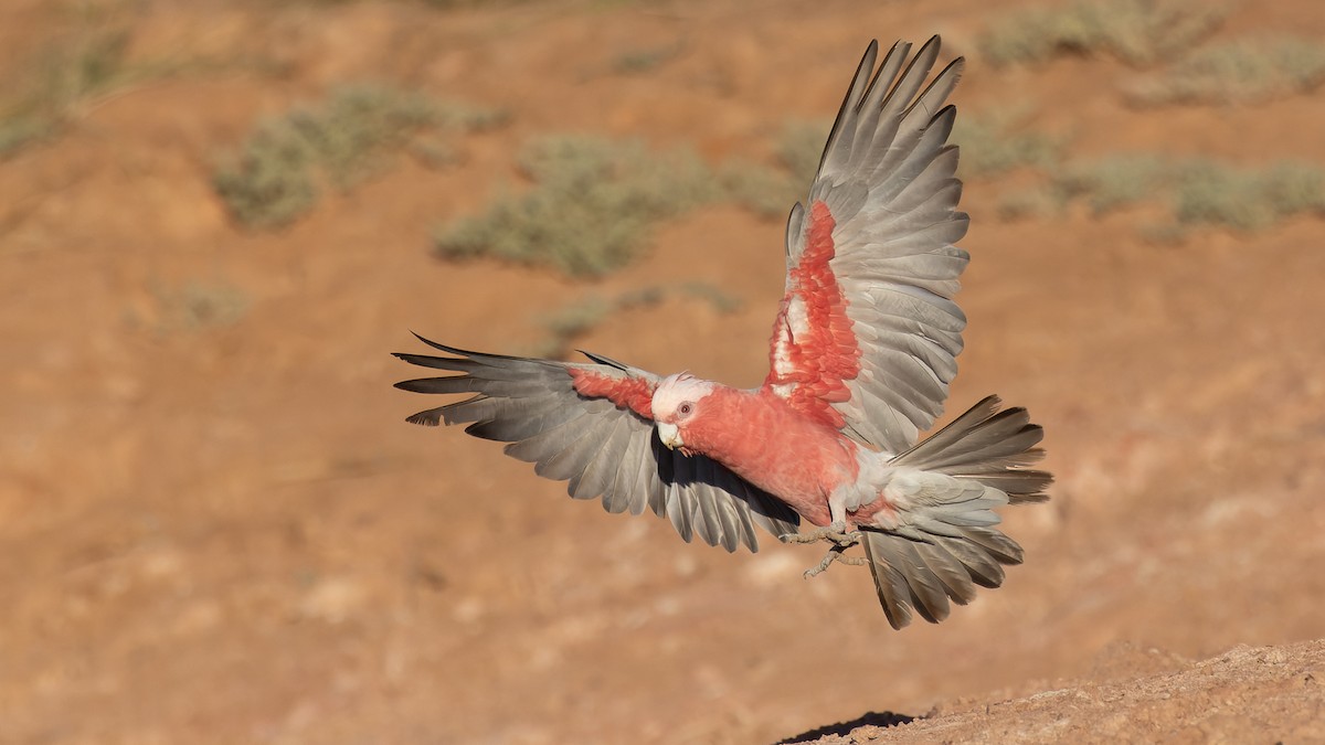 Galah - David Newell