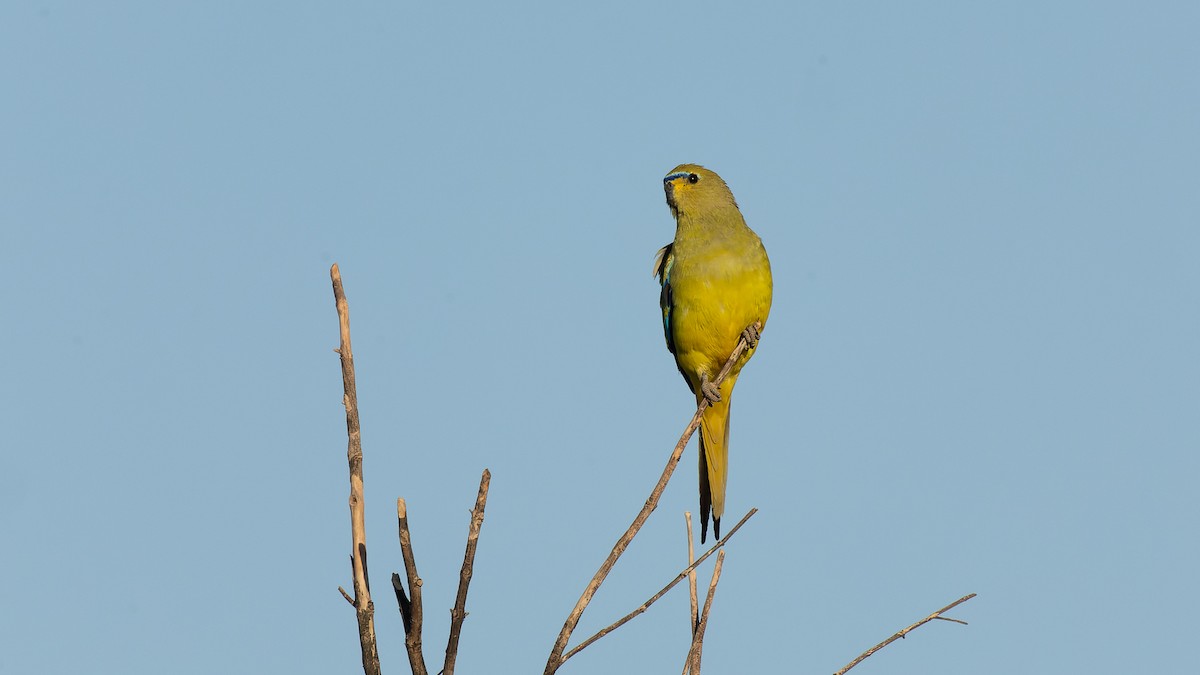 Elegant Parrot - ML615797459