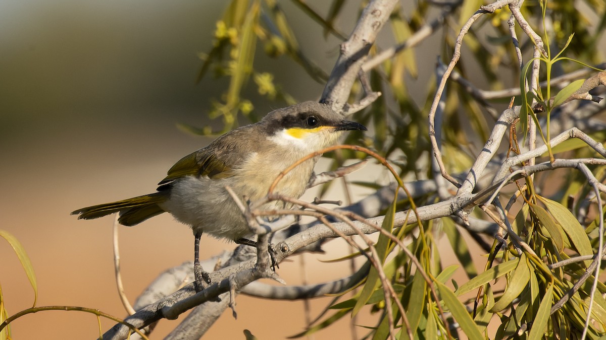 Singing Honeyeater - ML615797475