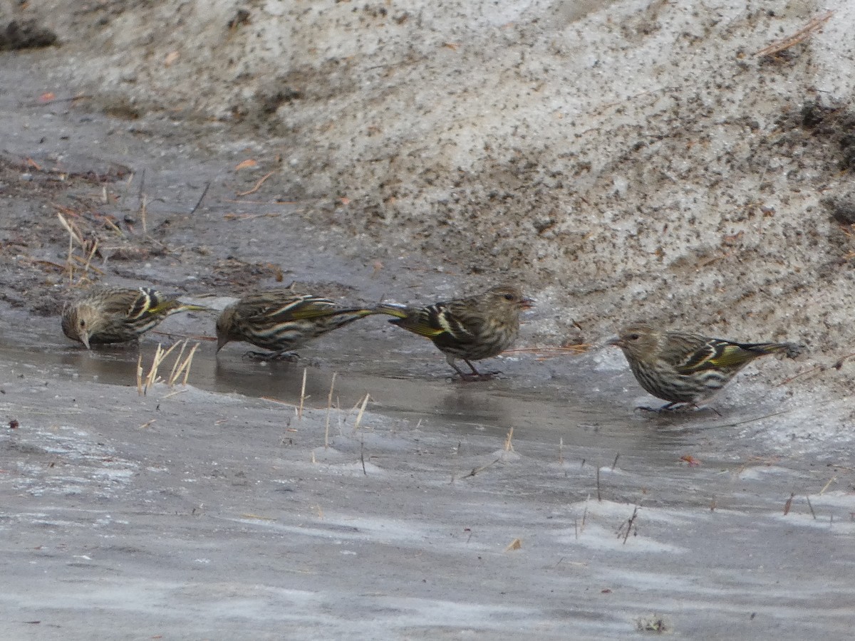 Pine Siskin - ML615797510