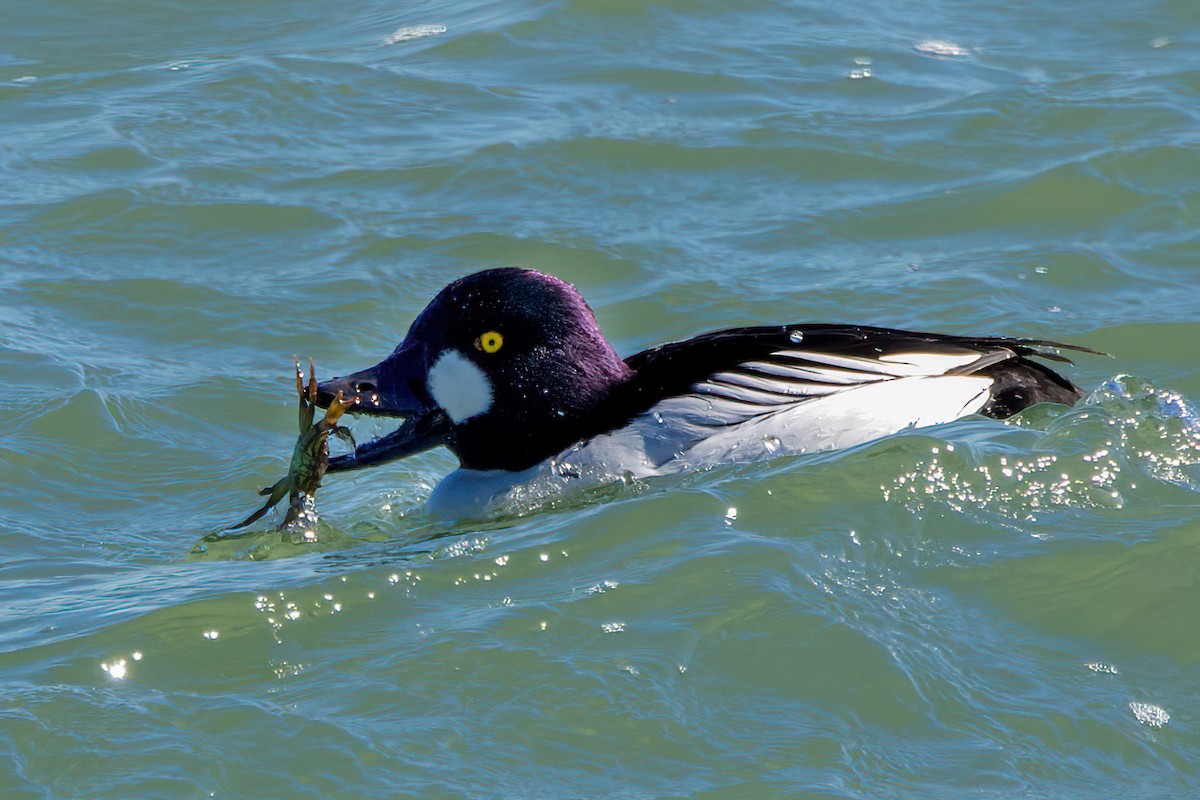 Common Goldeneye - Donna Salko