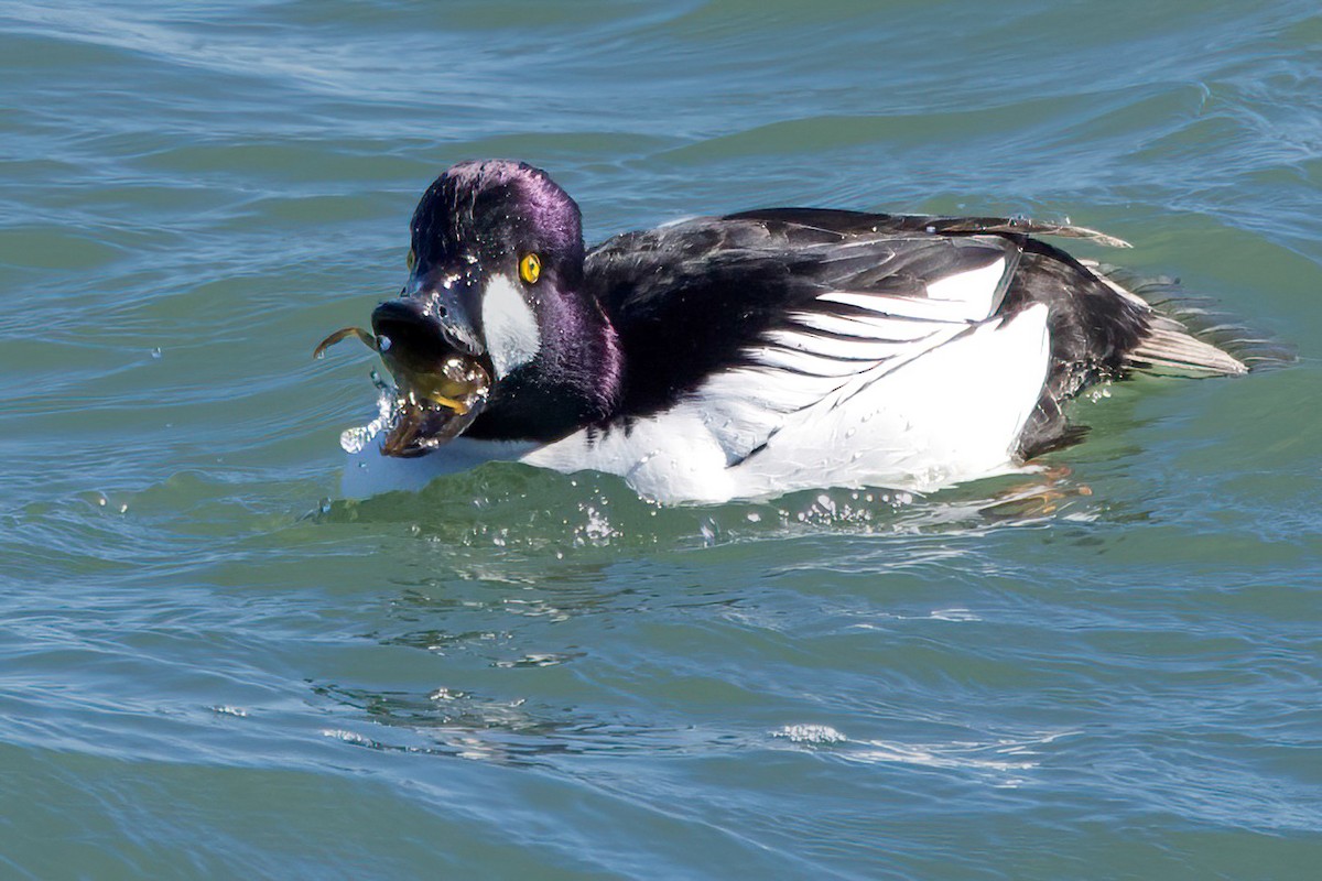 Common Goldeneye - ML615797518