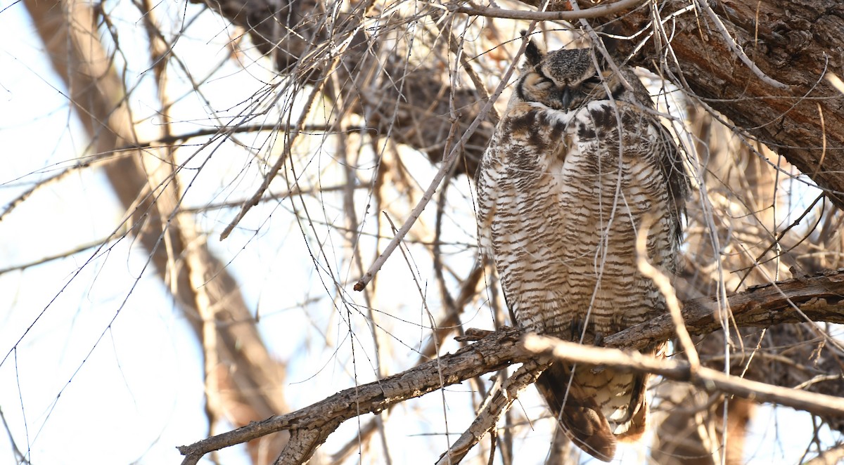 Great Horned Owl - ML615797521