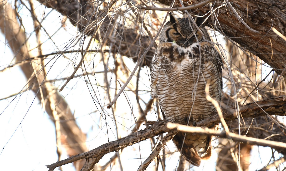 Great Horned Owl - ML615797522