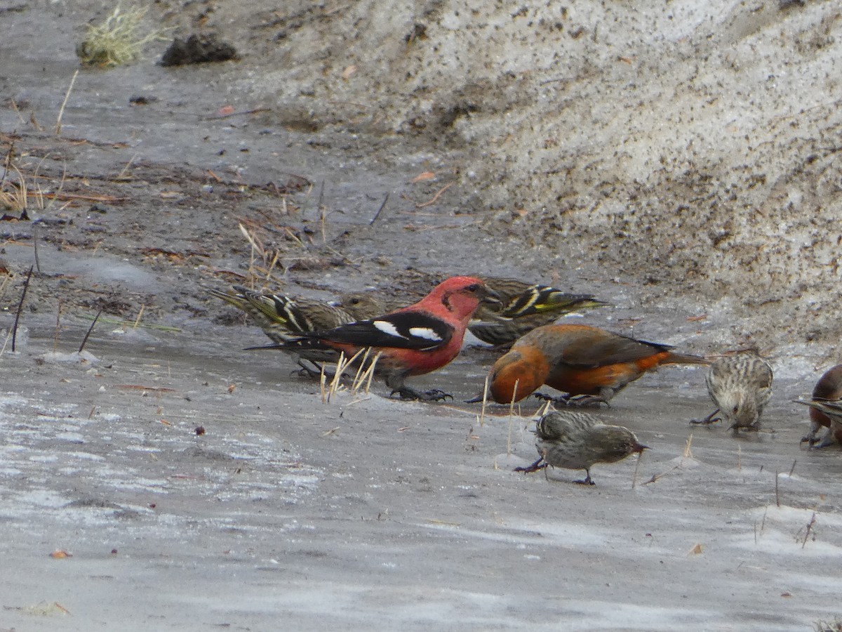 White-winged Crossbill - ML615797532