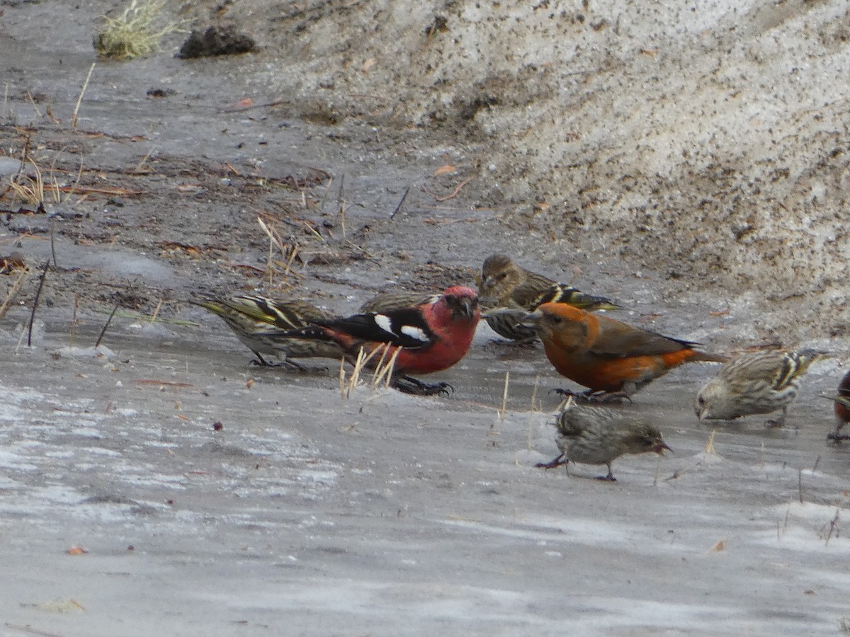 White-winged Crossbill - ML615797533