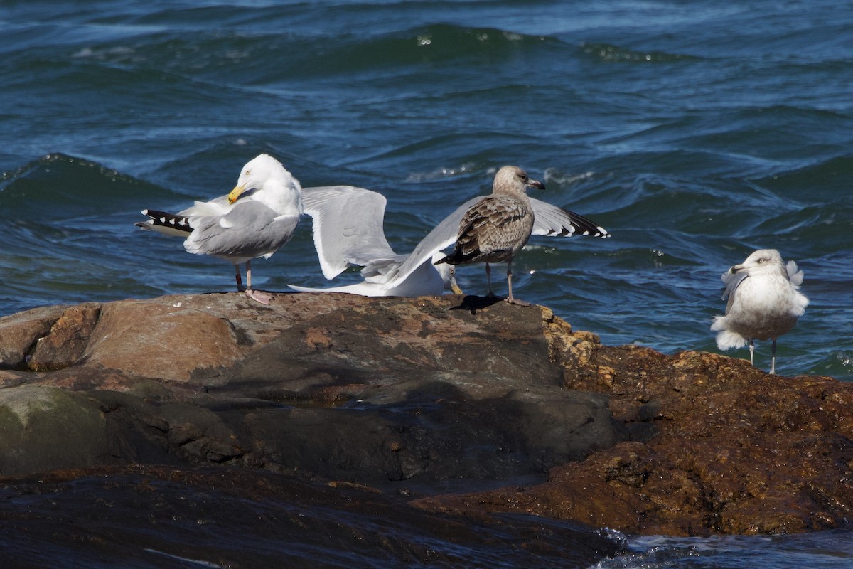 Herring Gull - Donna Salko