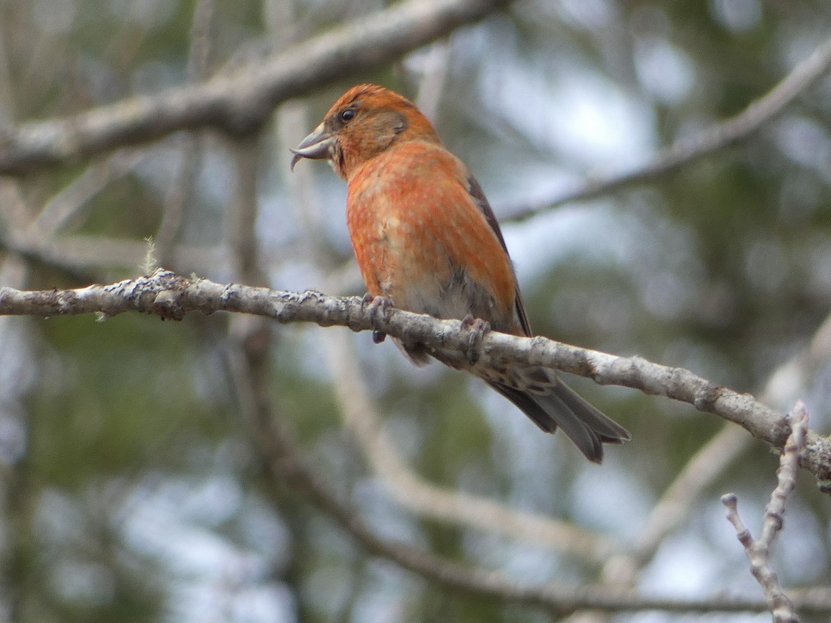 Red Crossbill - ML615797591