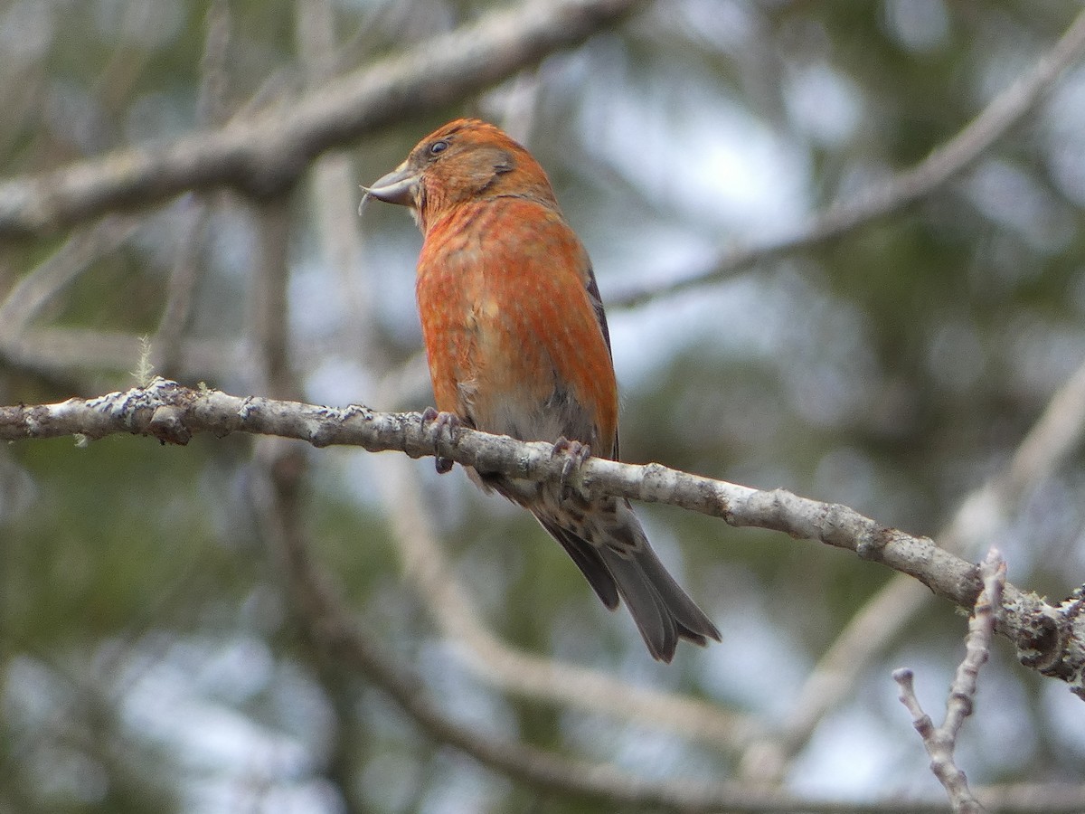 Red Crossbill - ML615797594