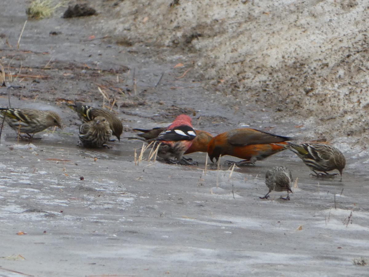 Red Crossbill - ML615797596