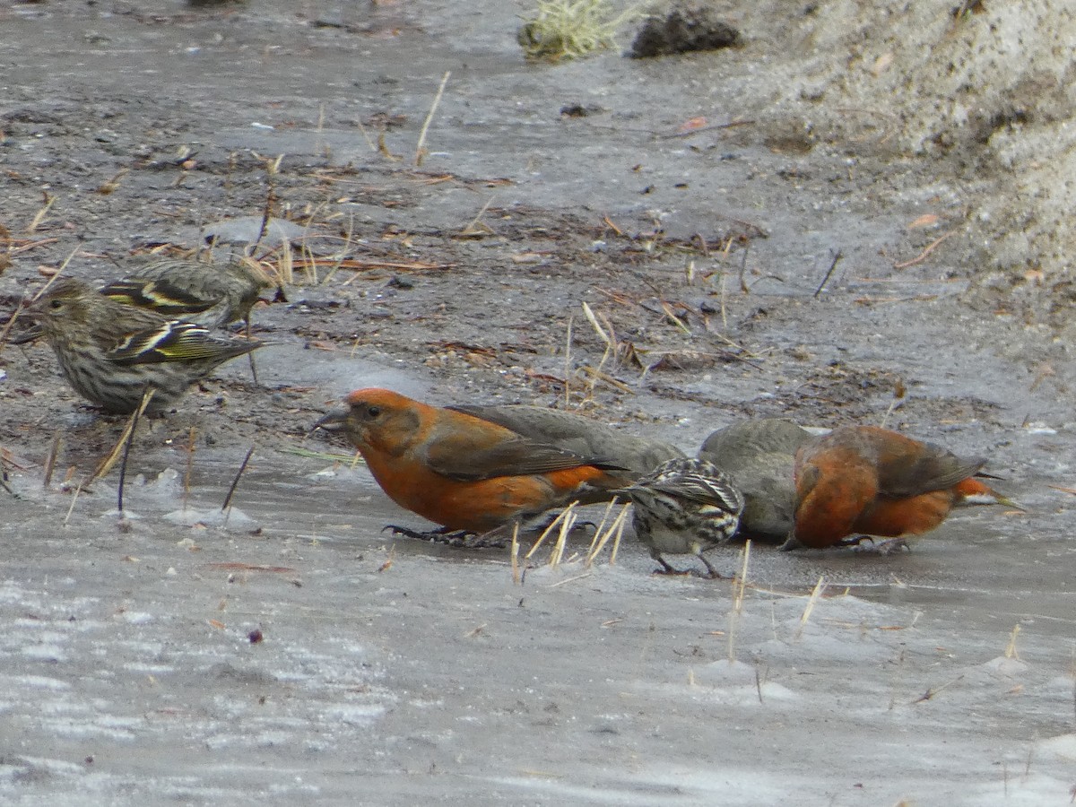 Red Crossbill - ML615797598