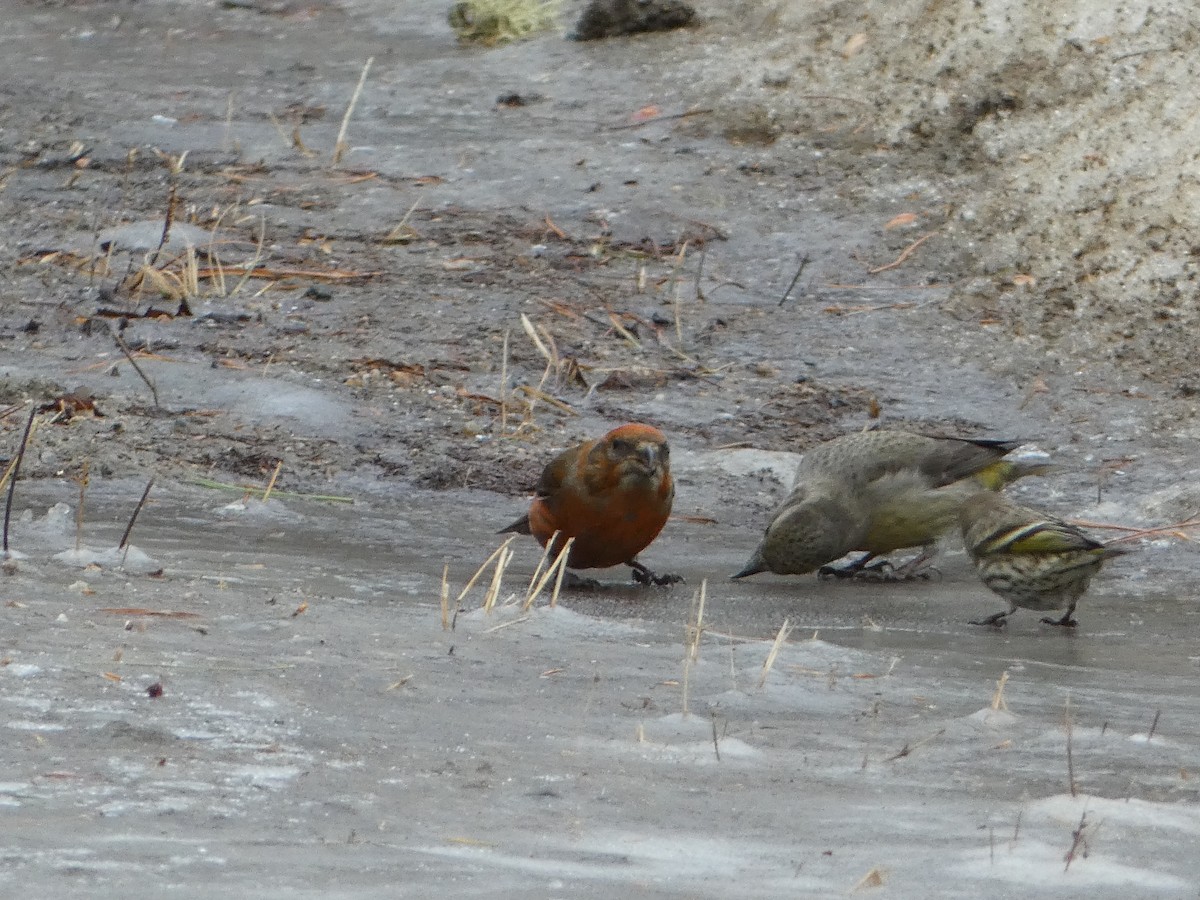 Red Crossbill - ML615797600