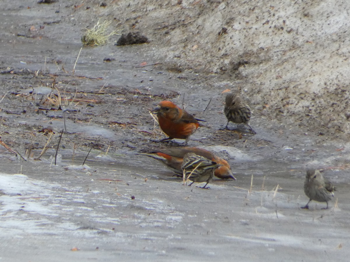 Red Crossbill - ML615797601