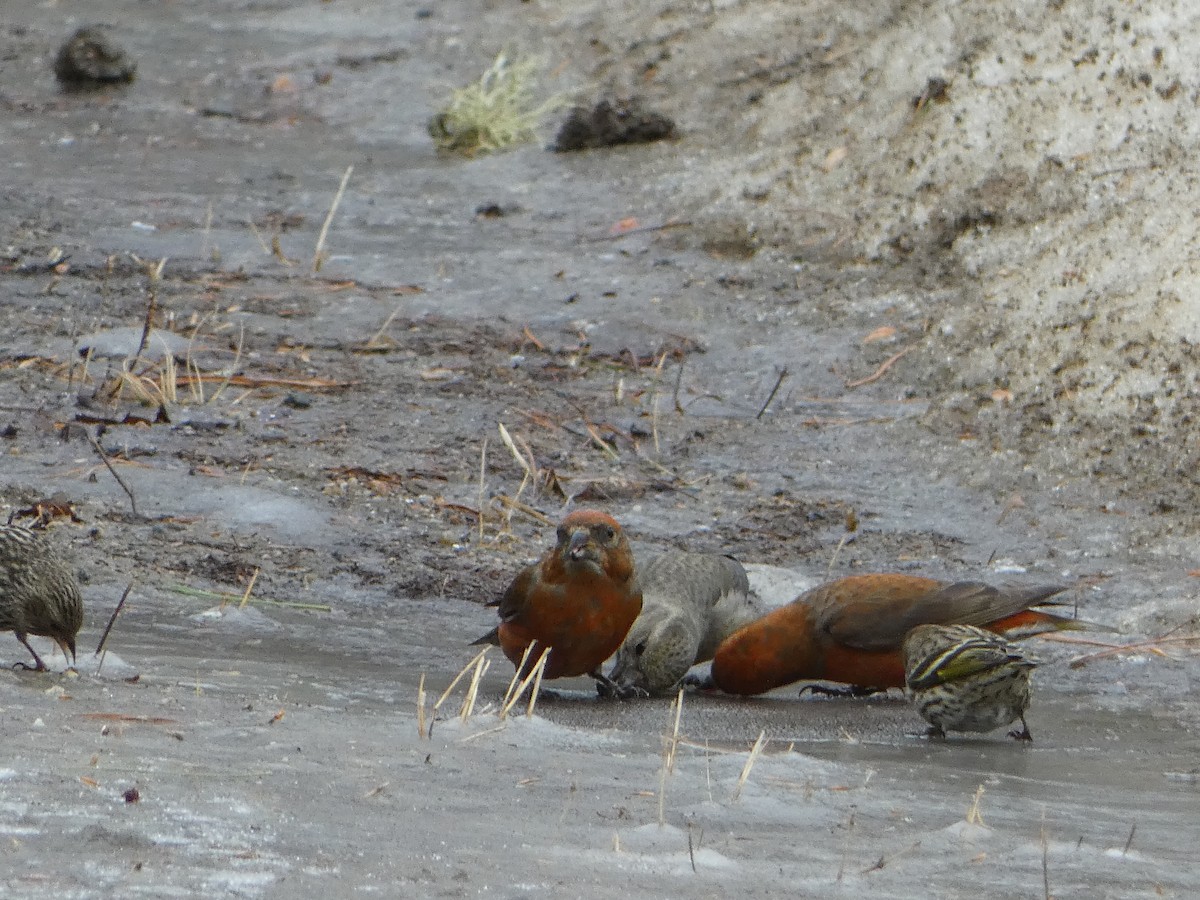 Red Crossbill - ML615797602