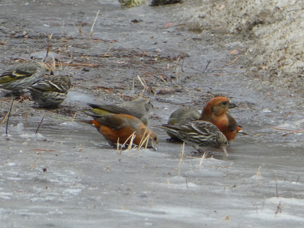 Red Crossbill - ML615797603