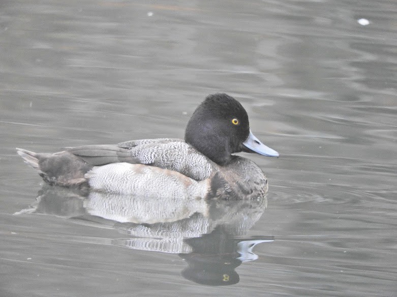 Lesser Scaup - ML615797613