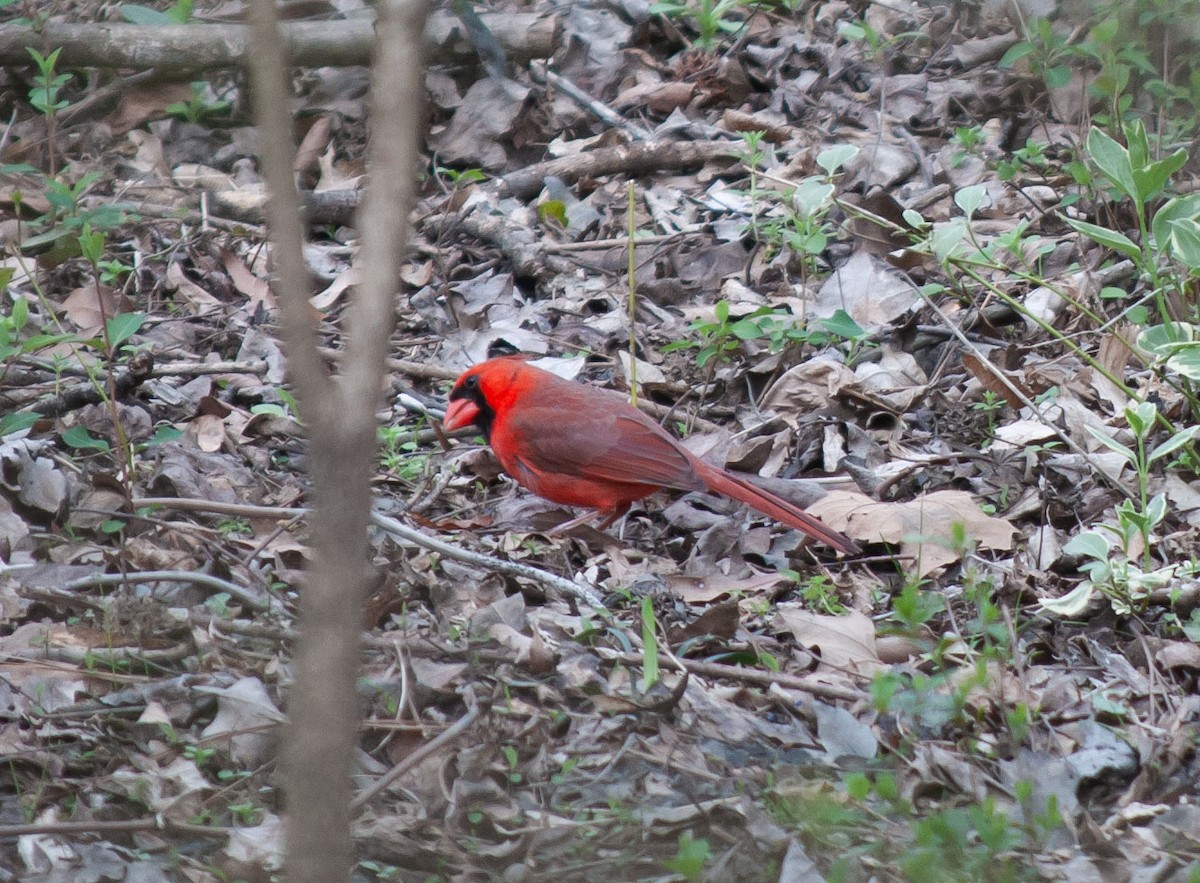Cardinal rouge - ML615797633